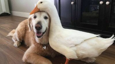 Un perro y un pato enlazados